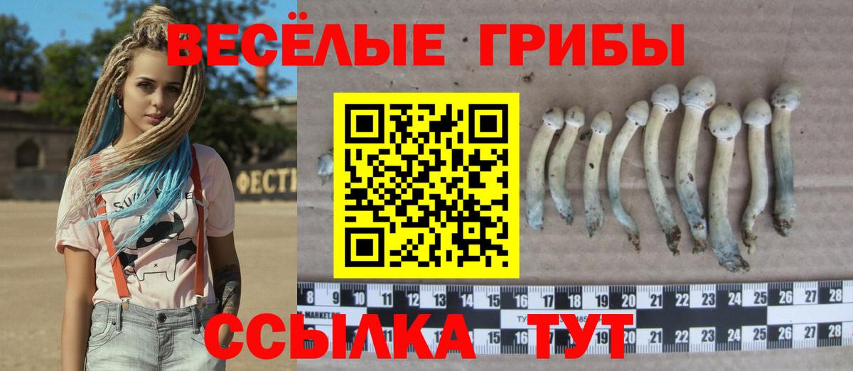 Псилоцибиновые грибы GOLDEN TEACHER Апатиты